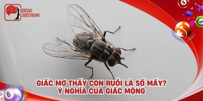 Giấc mơ thấy con ruồi là số mấy? Ý nghĩa của giấc mộng