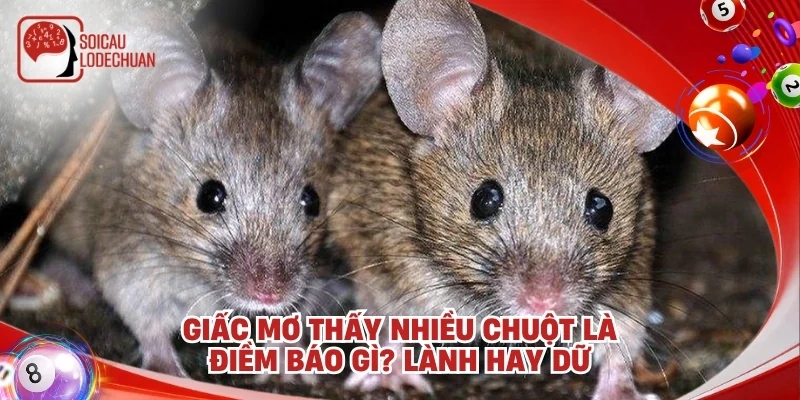 Giấc mơ thấy nhiều chuột là điềm báo gì? Lành hay dữ