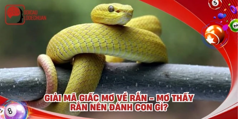 Giải mã giấc mơ về Rắn - Mơ thấy rắn nên đánh con gì?