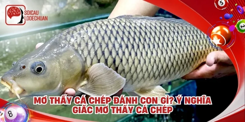 Mơ thấy cá chép đánh con gì? Ý nghĩa giấc mơ thấy cá chép