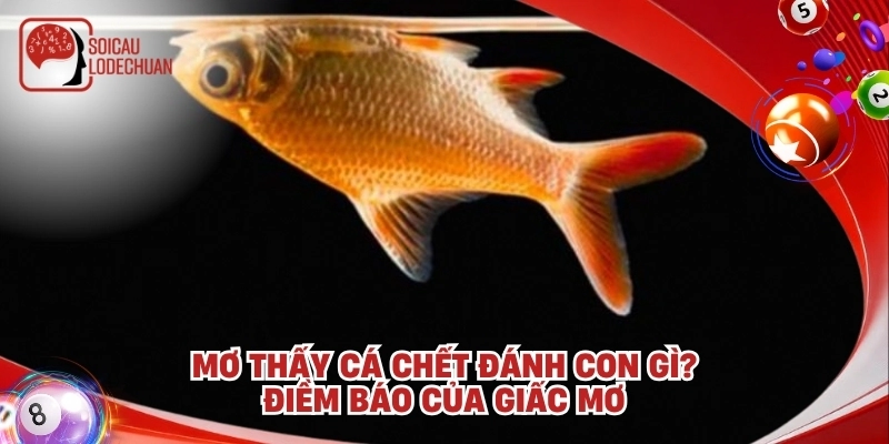 Mơ thấy cá chết đánh con gì? Luận giải ý nghĩa giấc mơ
