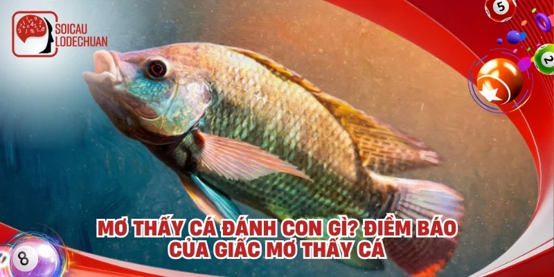 Mơ thấy cá đánh con gì? Điềm báo của giấc mơ thấy cá