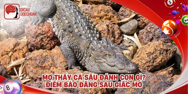 Mơ thấy cá sấu đánh con gì? Điềm báo đăng sau giấc mơ