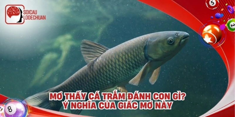 Mơ thấy cá trắm đánh con gì? Ý nghĩa của giấc mơ này