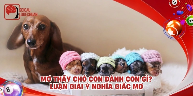 Mơ thấy chó con đánh con gì? Luận giải ý nghĩa giấc mơ