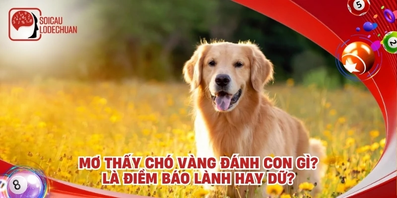 Mơ thấy chó vàng đánh con gì? Là điềm báo lành hay dữ?