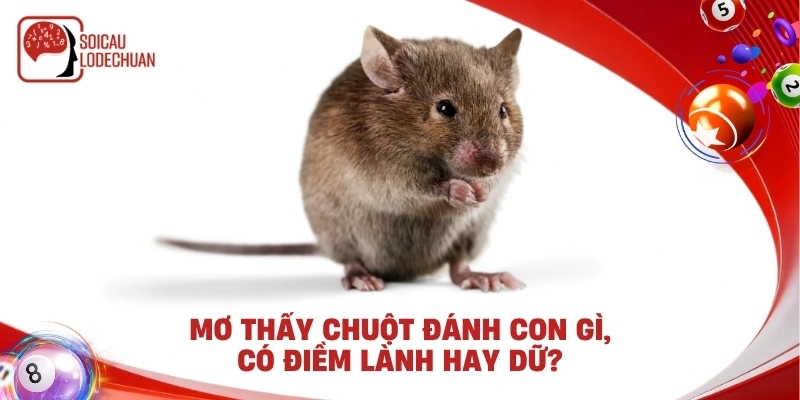 Mơ thấy chuột đánh con gì, có điềm lành hay dữ?