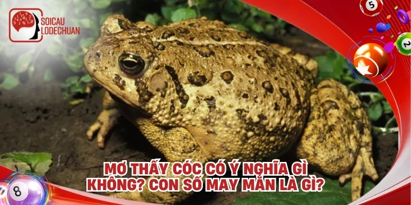 Mơ thấy cóc có ý nghĩa gì không? Con số may mắn là gì?