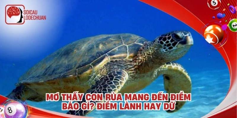 Mơ thấy con rùa mang đến điềm báo gì? Điềm lành hay dữ