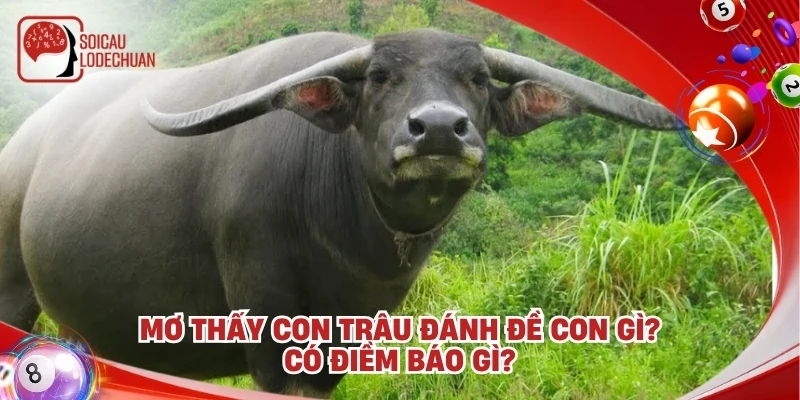 Mơ thấy con trâu đánh đề con gì? Có điềm báo gì?