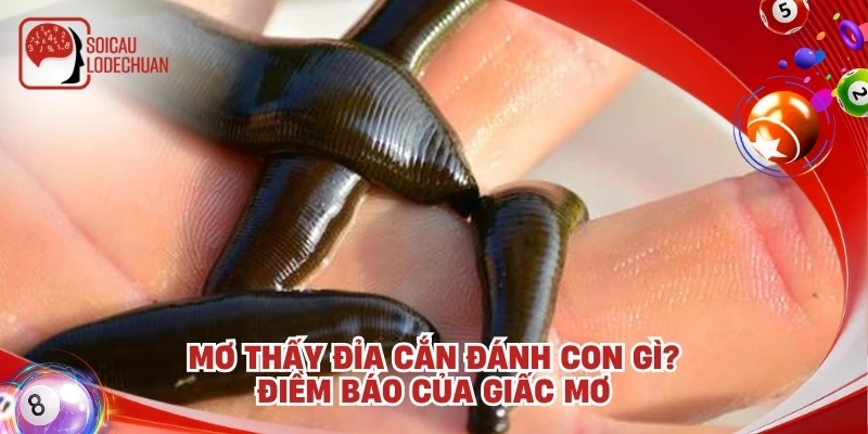 Mơ thấy đỉa cắn đánh con gì? Điềm báo của giấc mơ