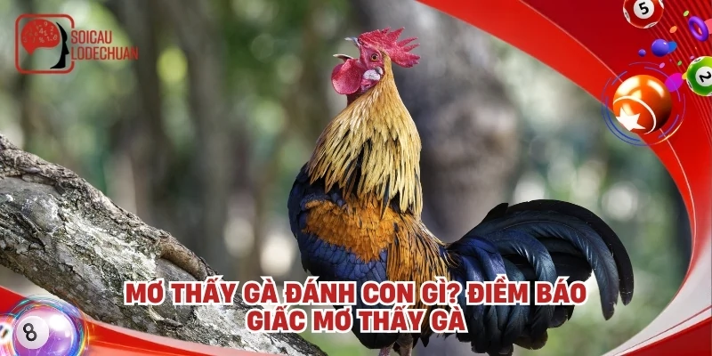 Mơ thấy gà đánh con gì? Điềm báo giấc mơ thấy gà