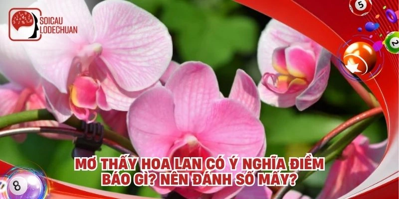 Mơ thấy hoa lan có ý nghĩa điềm báo gì? Nên đánh số mấy?