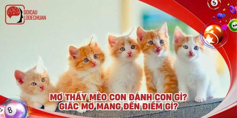 Mơ thấy mèo con đánh con gì? Giấc mơ mang đến điềm gì?