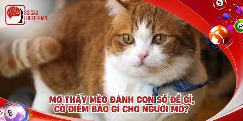 Mơ thấy mèo đánh con số đề gì, có điềm báo gì cho người mơ?