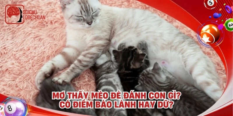 Mơ thấy mèo đẻ đánh con gì? Có điềm báo lành hay dữ?