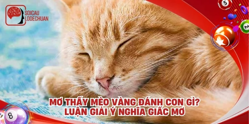 Mơ thấy mèo vàng đánh con gì? Luận giải ý nghĩa giấc mơ
