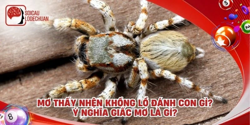 Mơ thấy nhện khổng lồ đánh con gì? Ý nghĩa giấc mơ là gì?