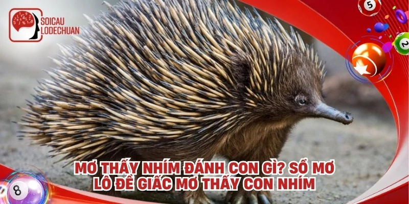 Mơ Thấy Nhím Đánh Con Gì? Sổ Mơ Lô Đề Giấc Mơ Thấy Con Nhím