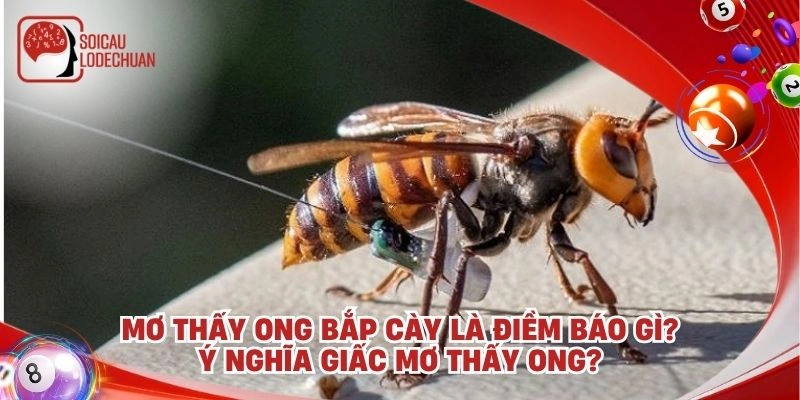 Mơ thấy ong bắp cày là điềm báo gì? ý nghĩa giấc mơ thấy ong?