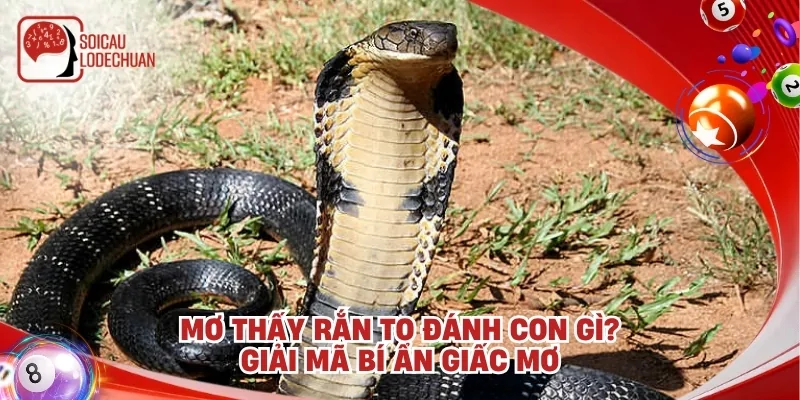 Mơ thấy rắn to đánh con gì? Giải mã bí ẩn giấc mơ