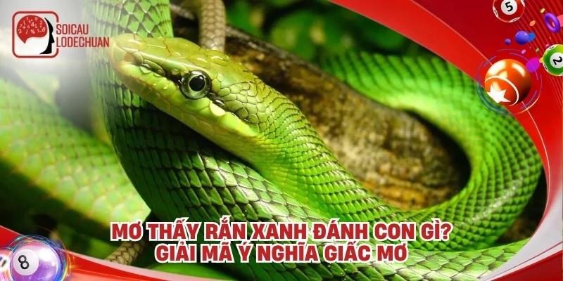 Mơ thấy rắn xanh đánh con gì? Giải mã ý nghĩa giấc mơ