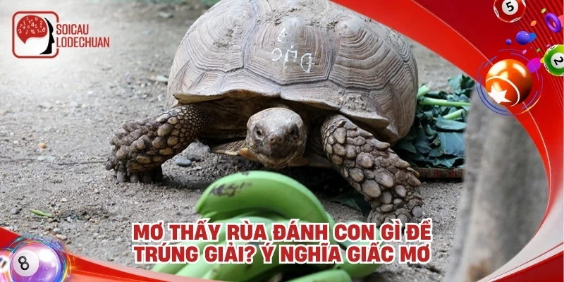 Mơ thấy rùa đánh con gì để trúng giải? Ý nghĩa giấc mơ