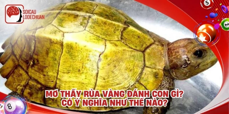 Mơ thấy rùa vàng đánh con gì? Có ý nghĩa như thế nào?