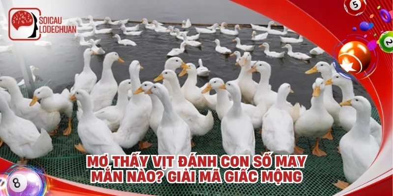 Mơ thấy vịt đánh con số may mắn nào? Giải mã giấc mộng