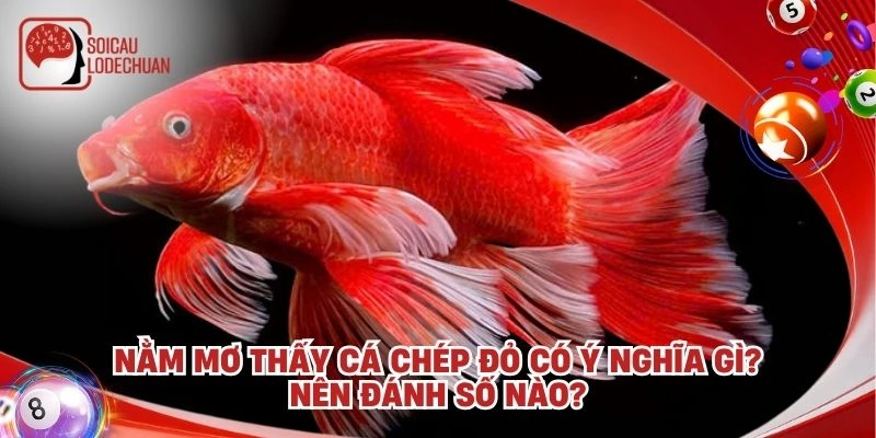Nằm mơ thấy cá chép đỏ có ý nghĩa gì? Nên đánh số nào?