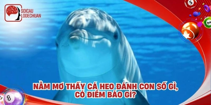 Nằm mơ thấy cá heo đánh con số gì, có điềm báo gì?