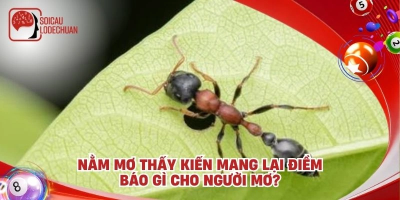 Nằm mơ thấy kiến ​​mang lại điềm báo gì cho người mơ?
