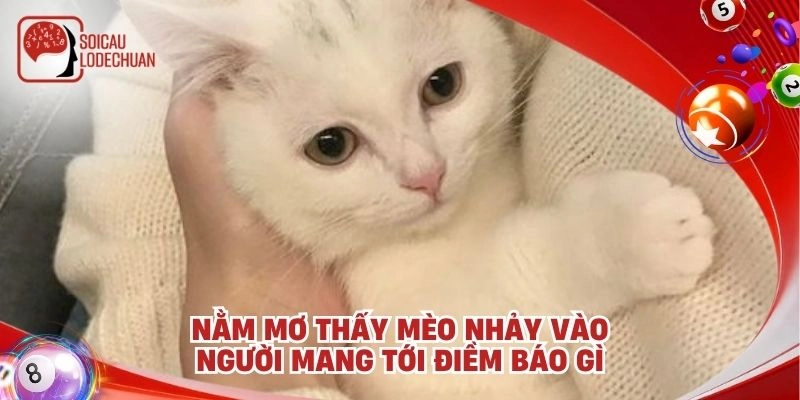 Nằm mơ thấy mèo nhảy vào người mang tới điềm báo gì
