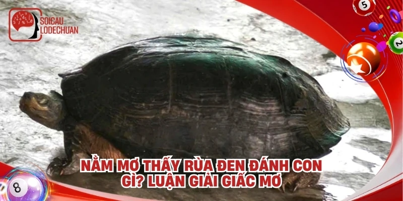 Nằm mơ thấy rùa đen đánh con gì? Luận giải giấc mơ
